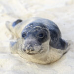 Seal Beach: Cozy and Luxurious Coastal Surf Town