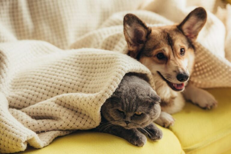 Washington Pet Laws: How to Handle Unauthorized Pets (2026)