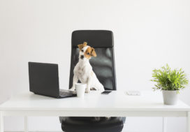 Should landlords accept pets at their Temecula rental properties?