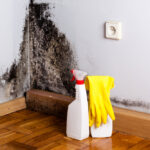 No More Spores: How to Get Rid of Mold (2026 Guide)