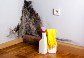 No More Spores: How to Get Rid of Mold