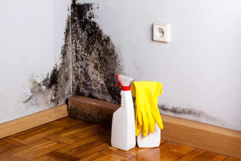 No More Spores: How to Get Rid of Mold
