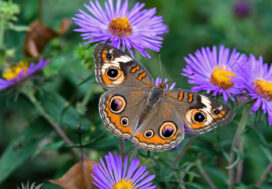 Top Landscaping Tips for Rental Properties