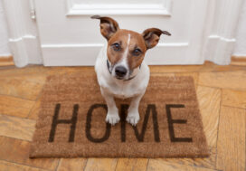 Benefits of Going Pet-Friendly in Your Rentals