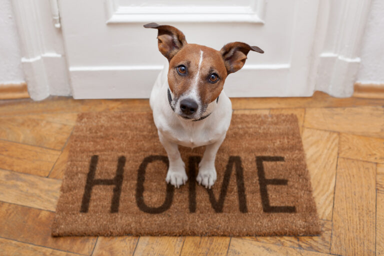 Benefits of Going Pet-Friendly in Your Rentals