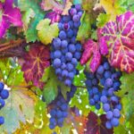 Investing in Temecula? What You Need to Know