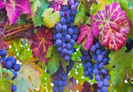 Investing in Temecula? What You Need to Know