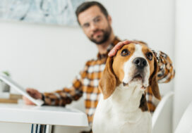 Checking For Animals After a Move-Out