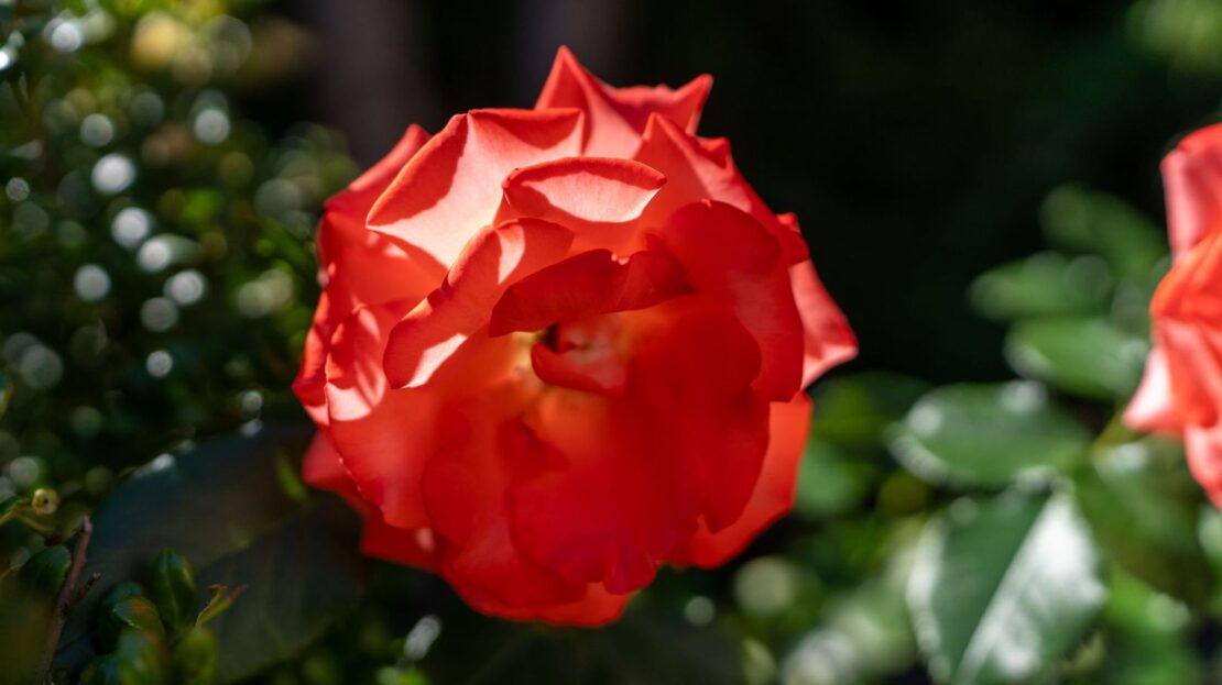 16286 SW Horseshoe Way - Beaverton - Oregon - 3 bed, 2.5 bath rental property