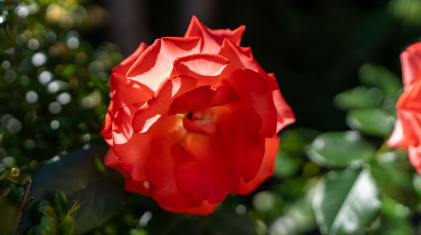 16286 SW Horseshoe Way - Beaverton - Oregon - 3 bed, 2.5 bath rental property