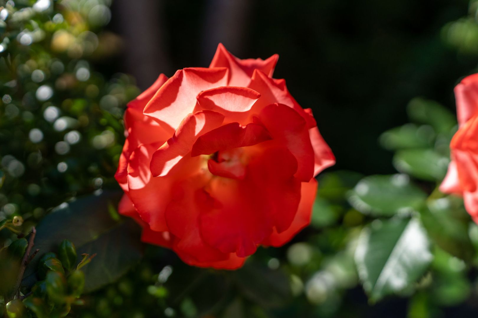 16286 SW Horseshoe Way - Beaverton - Oregon - 3 bed, 2.5 bath rental property