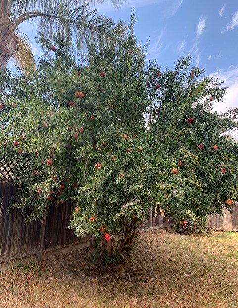 1830 Foxwood Drive - Tracy - California - 3 bed, 2 bath rental property