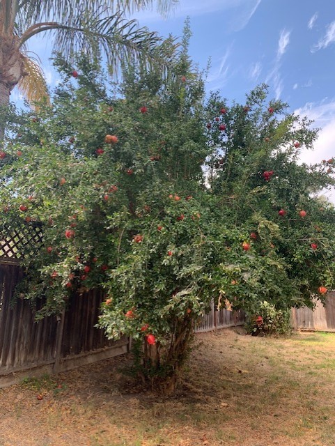 1830 Foxwood Drive - Tracy - California - 3 bed, 2 bath rental property