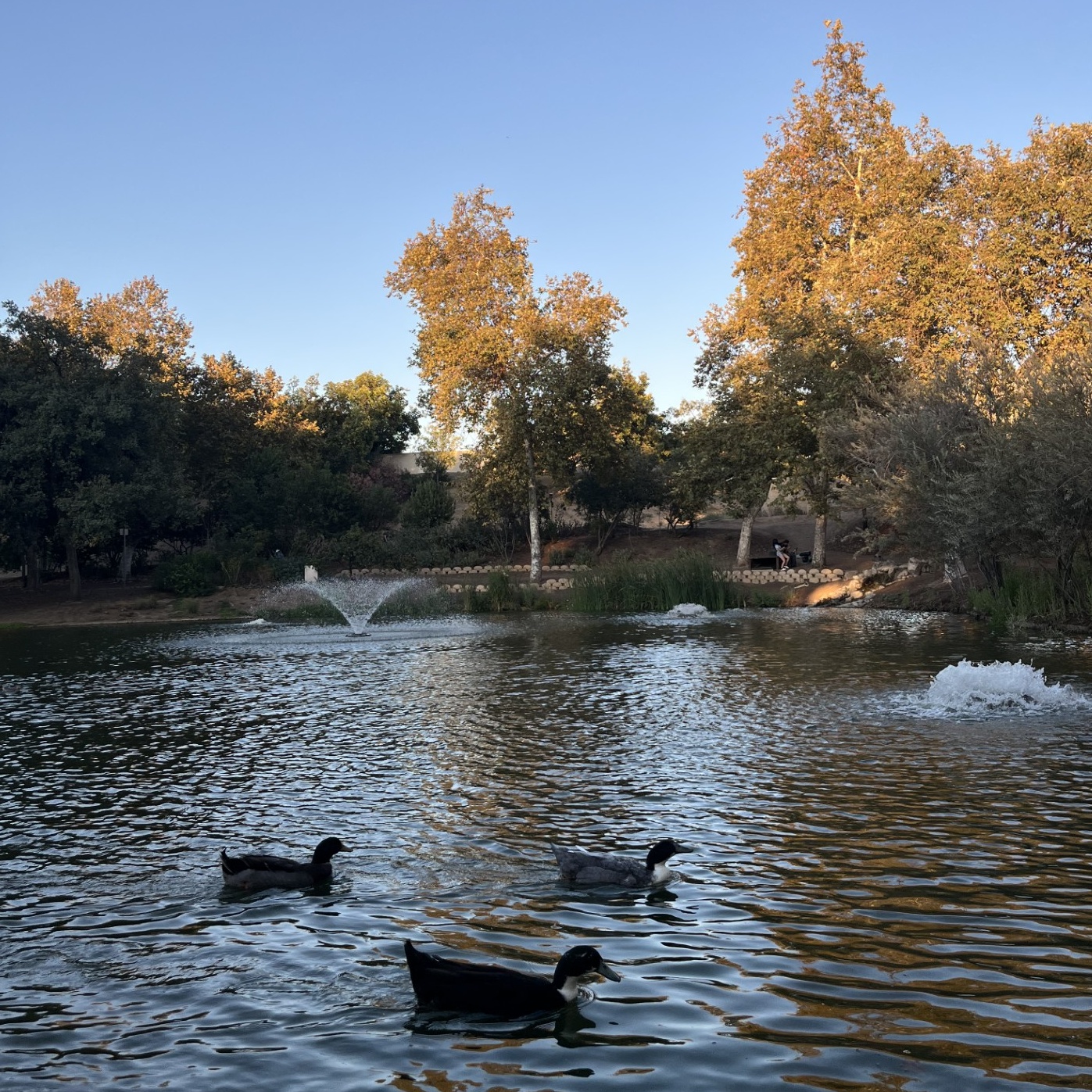 Local Property Experts