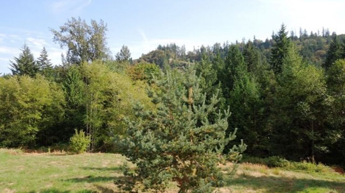 1923 MT Baker Hwy - Bellingham - Washington - 1 bed, 1 bath rental property