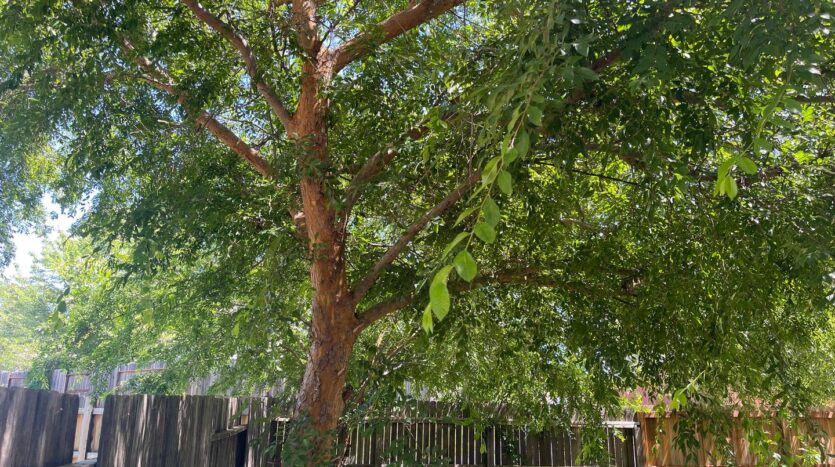 179 Gold Creek Drive - Valley Springs - California - 3 bed, 2.5 bath rental property