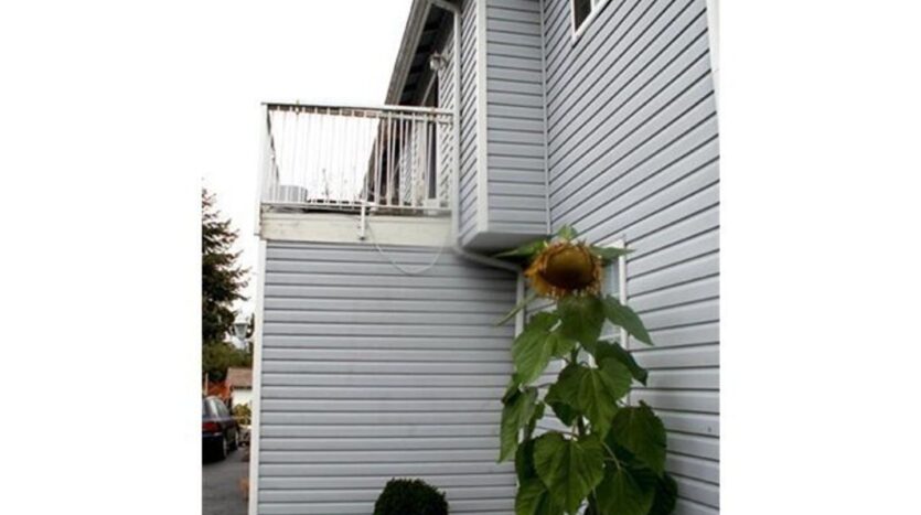 1121 Humboldt St - Bellingham - Washington - 3 bed, 2 bath rental property