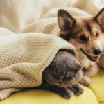 Washington Pet Laws: How to Handle Unauthorized Pets (2026)