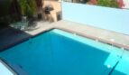 3907 Georgia St. #1 - San Diego - California - 1 bed, 1 bath rental property